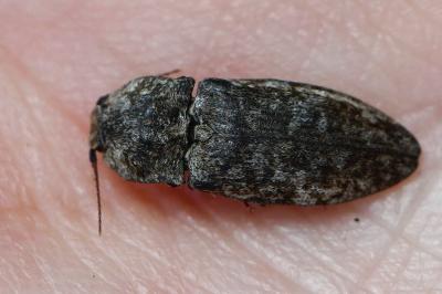 <i>Agrypnus murinus</i>
