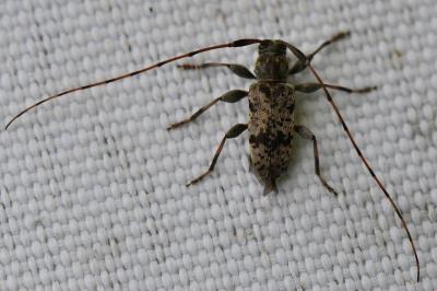 <i>Leiopus</i>