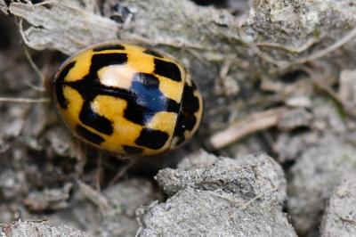 Coccinelle à damier
