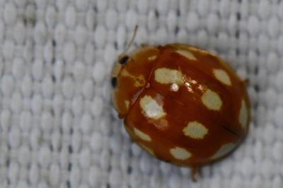 <i>Calvia decemguttata</i>