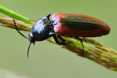 <i>Ampedus sanguinolentus</i>