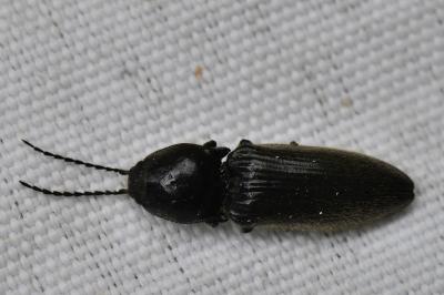<i>Hemicrepidius hirtus</i>
