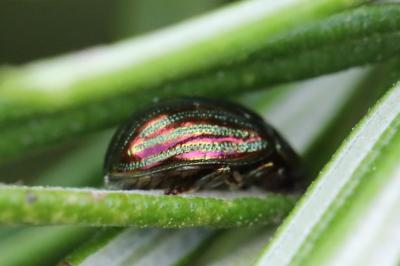 <i>Chrysolina americana</i>