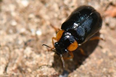 <i>Smaragdina aurita</i>