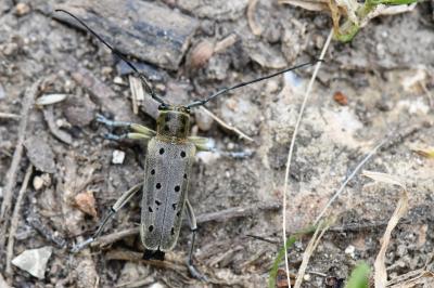 <i>Saperda punctata</i>