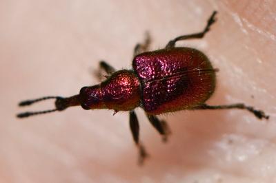 <i>Rhynchites auratus</i>