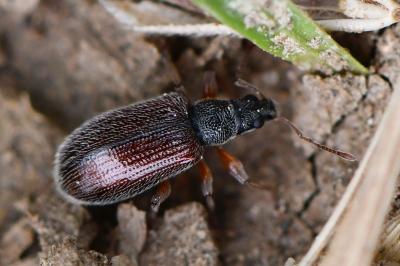 <i>Phyllobius oblongus</i>