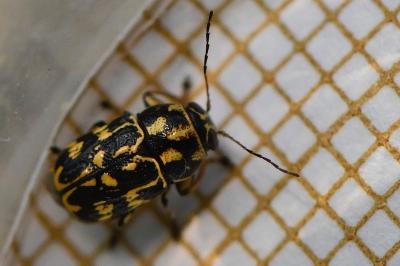<i>Pachybrachis tessellatus</i>