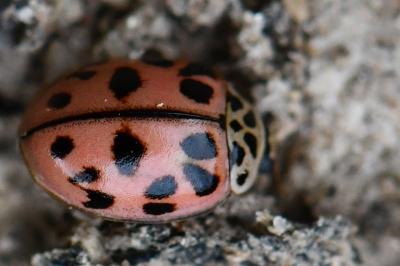 <i>Oenopia conglobata</i>