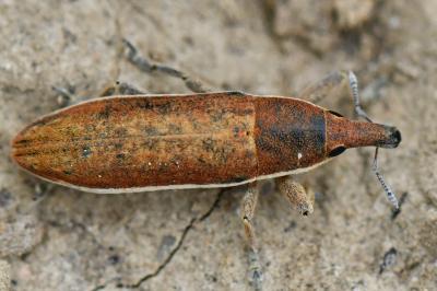 <i>Lixus ochraceus</i>