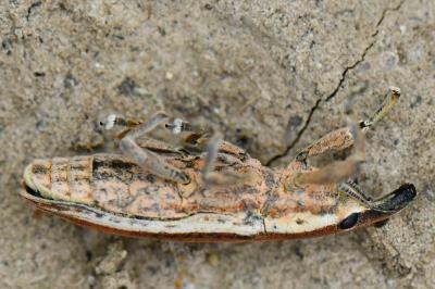 <i>Lixus ochraceus</i>