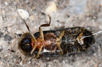 Lampyris noctiluca