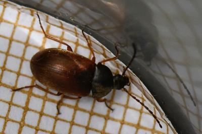 Isomira murina