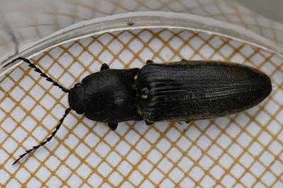 <i>Hemicrepidius hirtus</i>