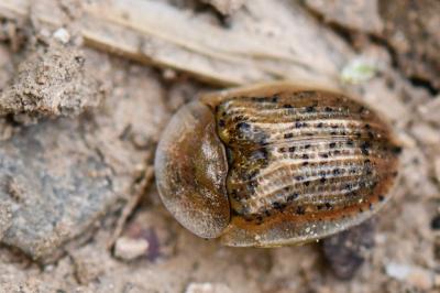 <i>Cassida nebulosa</i>
