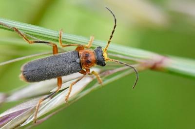 <i>Cantharis lateralis</i>