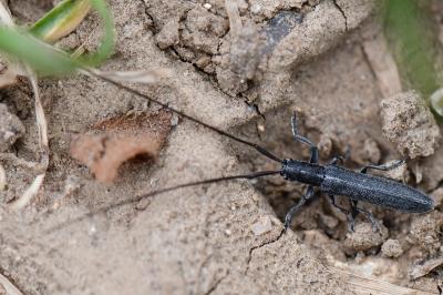 <i>Calamobius filum</i>