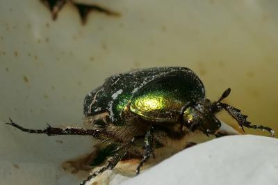 <i>Cetonia aurata</i>