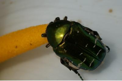 <i>Cetonia aurata</i>