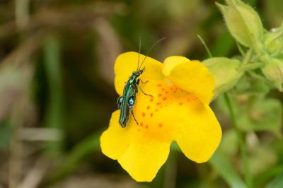 <i>Oedemera nobilis</i>