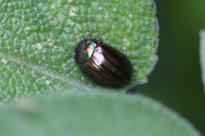 <i>Chrysolina americana</i>