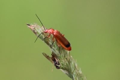 <i>Rhagonycha fulva</i>