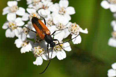 <i>Stenurella melanura</i>