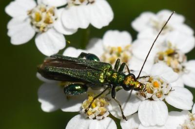<i>Oedemera nobilis</i>