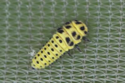 <i>Psyllobora vigintiduopunctata</i>