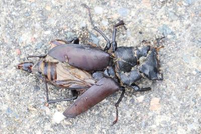 <i>Lucanus cervus</i>
