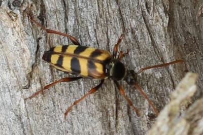 <i>Leptura aurulenta</i>