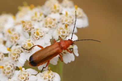 <i>Rhagonycha fulva</i>