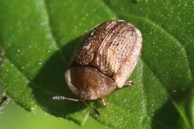 <i>Cassida nebulosa</i>