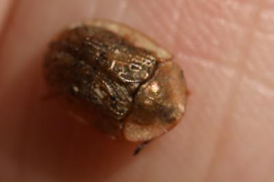 <i>Cassida nebulosa</i>