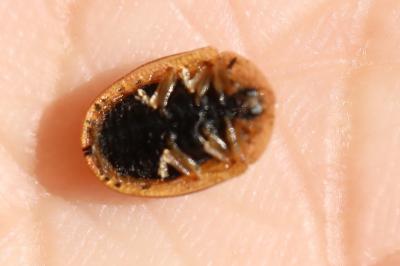 <i>Cassida nebulosa</i>