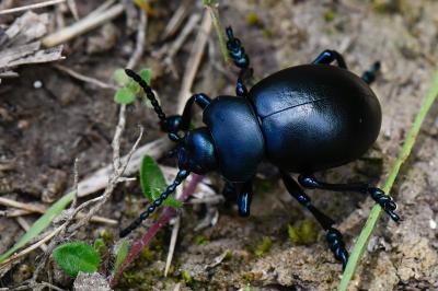<i>Timarcha tenebricosa</i>