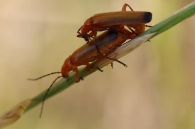 <i>Rhagonycha fulva</i>