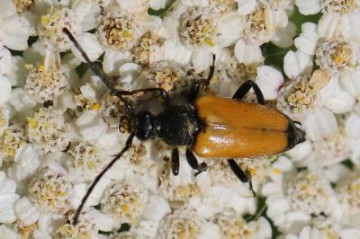 <i>Stictoleptura fulva</i>