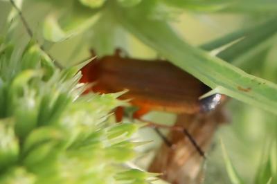 <i>Rhagonycha fulva</i>