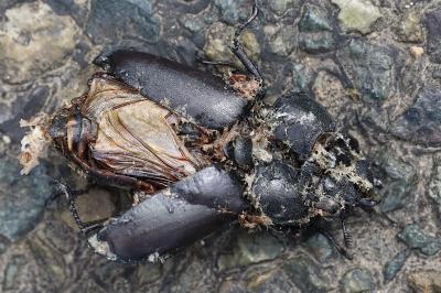 <i>Lucanus cervus</i>