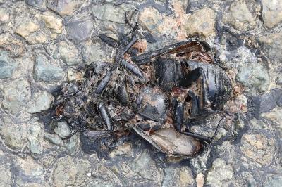 <i>Lucanus cervus</i>