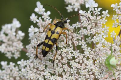 <i>Rutpela maculata</i>