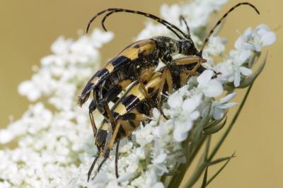 <i>Rutpela maculata</i>