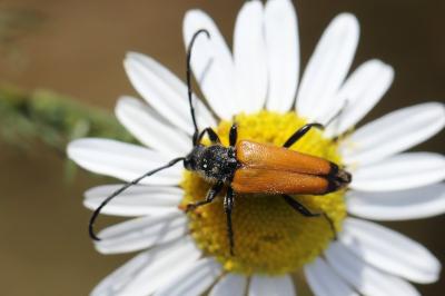 <i>Stictoleptura fulva</i>