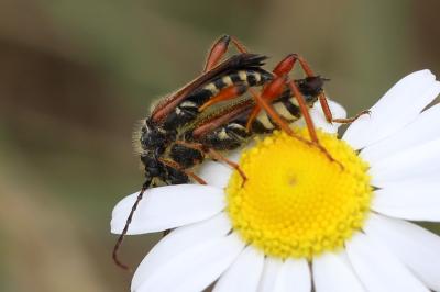 <i>Stenopterus rufus</i>
