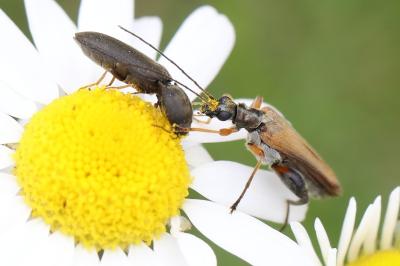 <i>Oedemera podagrariae</i>
