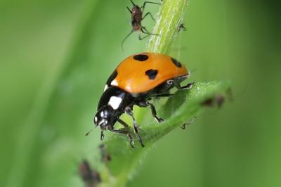 <i>Coccinella septempunctata</i>