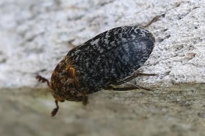 <i>Dermestes undulatus</i>