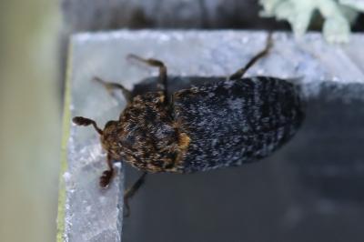 <i>Dermestes undulatus</i>