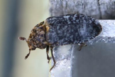 <i>Dermestes undulatus</i>